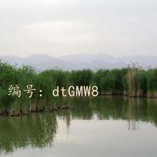 ѧ