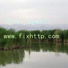 ʶ
